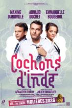 Cochon d'inde